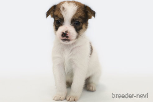 成約済の神奈川県のジャックラッセルテリア-305795の1枚目